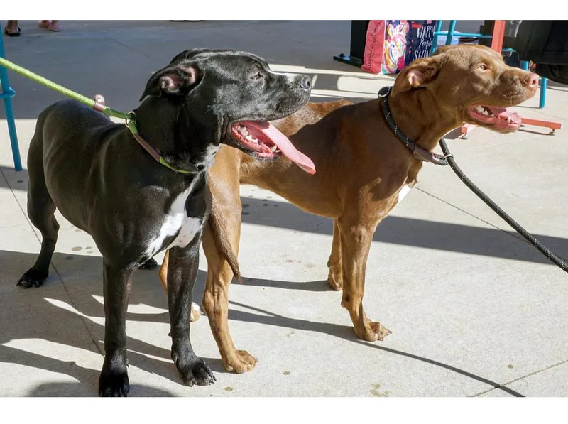 A young medium-sized male Pit Bull Terrier dog named Charlie Brown for adoption in Dallas, TX