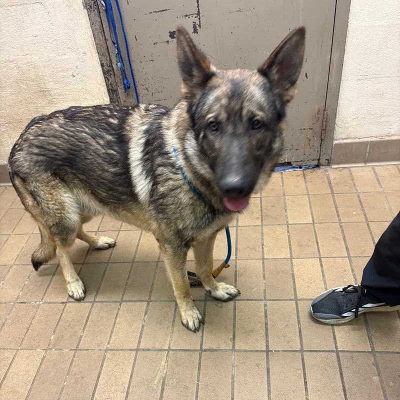 An adult large-sized male Sable Shepherd dog named Frampton for adoption in Birmingham, AL