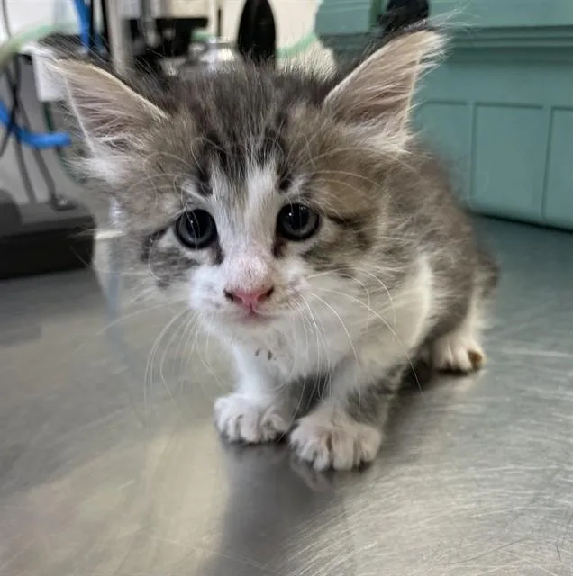 A baby small-sized male Domestic Short Hair cat named Emmett for adoption in Corpus Christi, TX