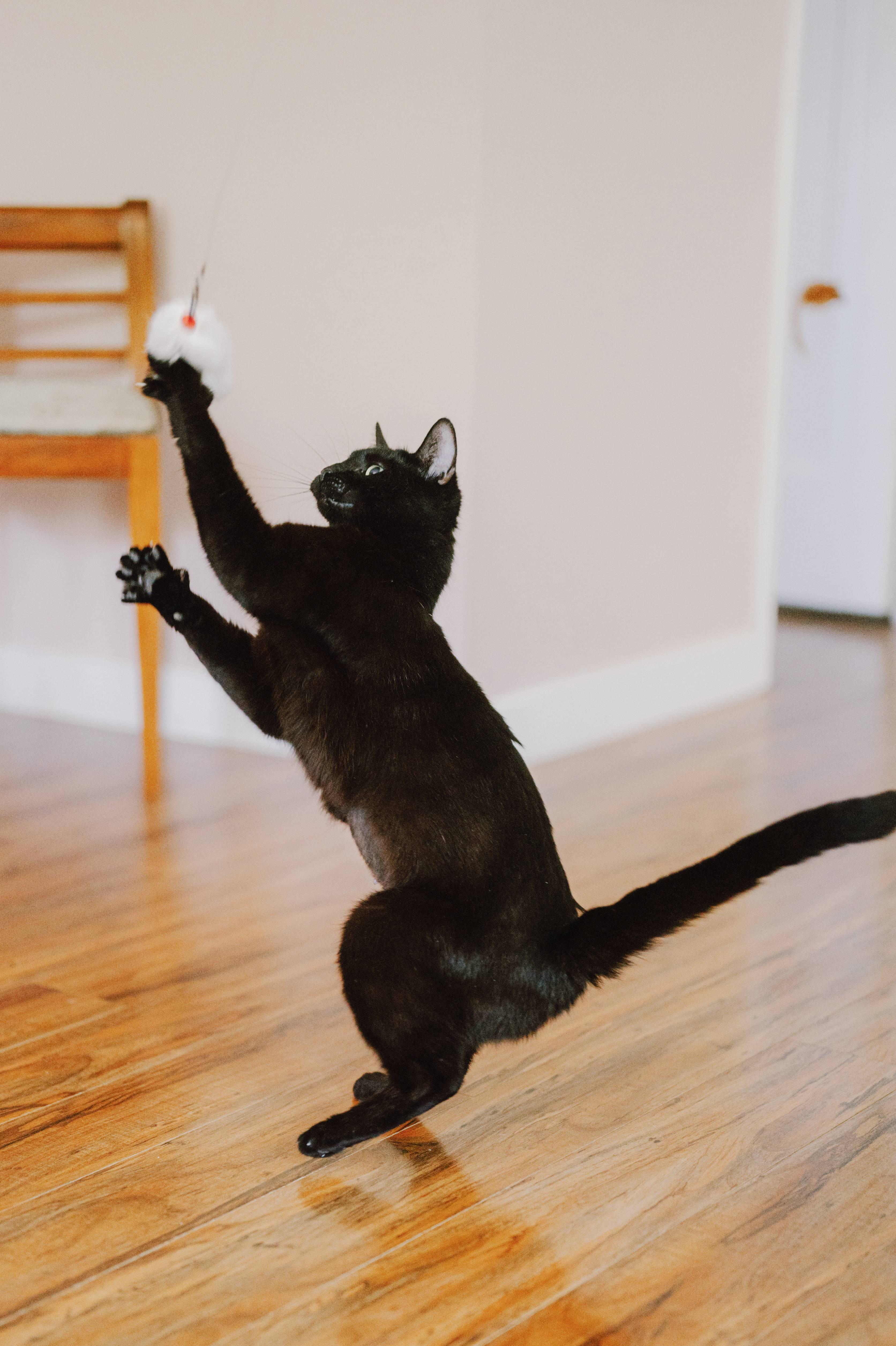 A young medium-sized female Black Domestic Short Hair cat named Oolong for adoption in Portland, OR