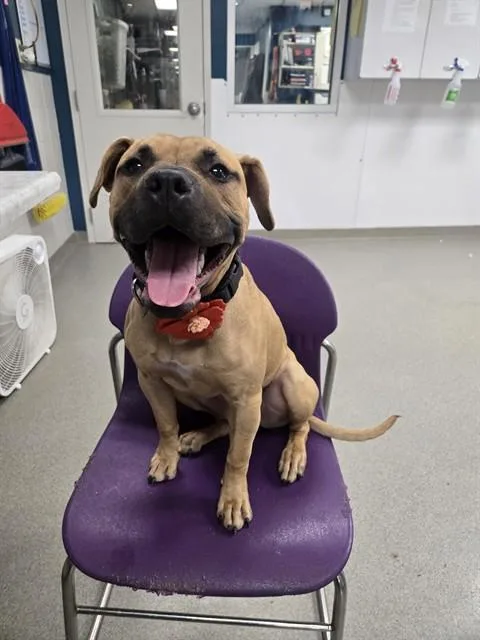 A young small-sized female Labrador Retriever dog named Prudence for adoption in Omaha, NE