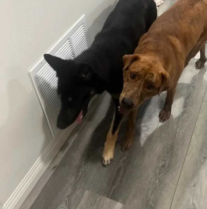 Lady German Shepherd Hanging thumbnail 2