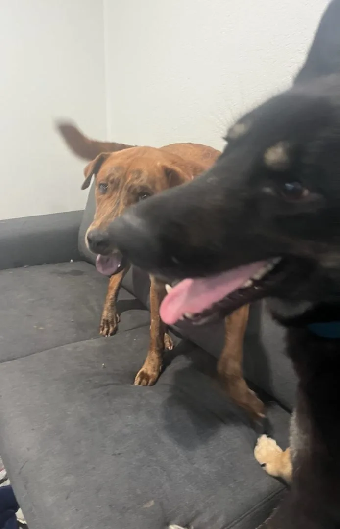 Lady German Shepherd Hanging thumbnail 3