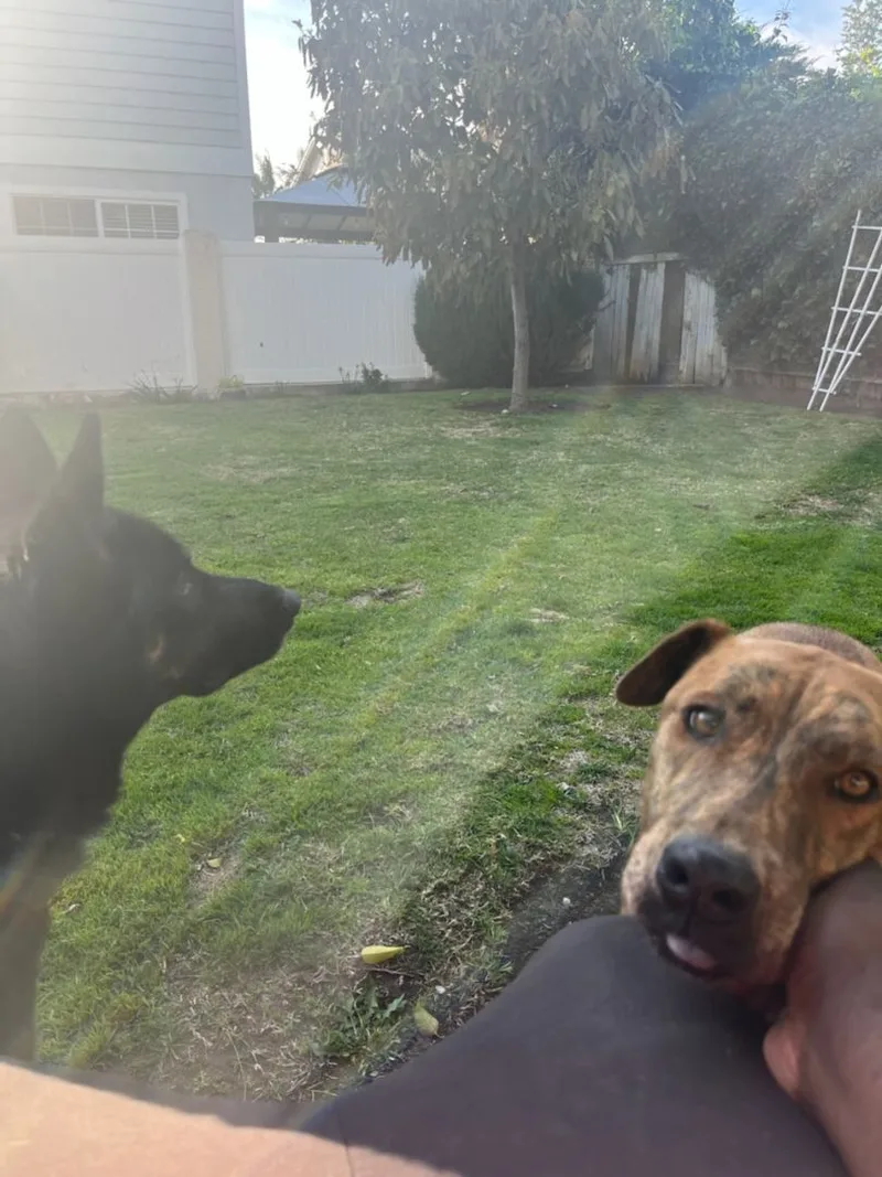 Lady German Shepherd Hanging thumbnail 4