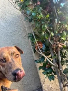 Lady German Shepherd Hanging thumbnail 5