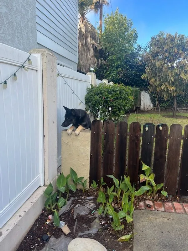 Lady German Shepherd Hanging thumbnail 6