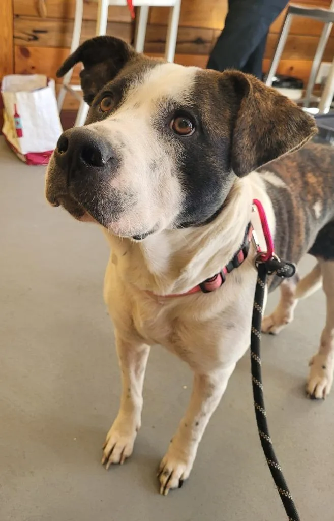A young large-sized female Mixed Breed dog named Nova for adoption in Lawrenceburg, TN