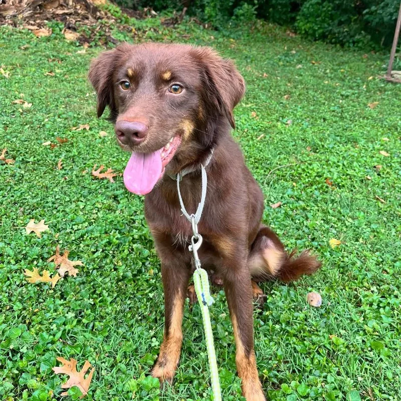 An adult medium-sized male Australian Shepherd dog named Ned for adoption in Prospect, KY