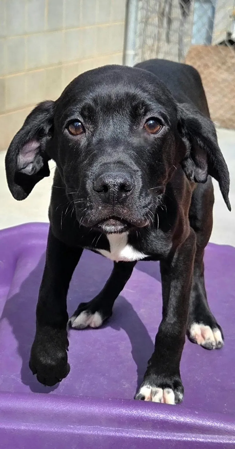 Huckleberry thumbnail 2