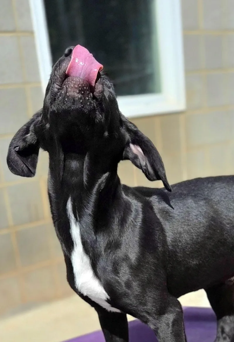 Huckleberry thumbnail 3