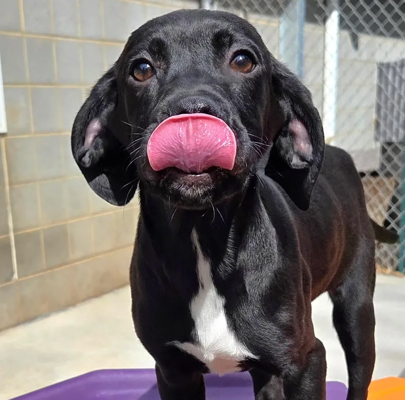 Huckleberry thumbnail 4