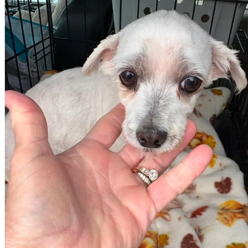 A senior small-sized female White / Cream Maltese dog named Tessa for adoption in Normal, IL