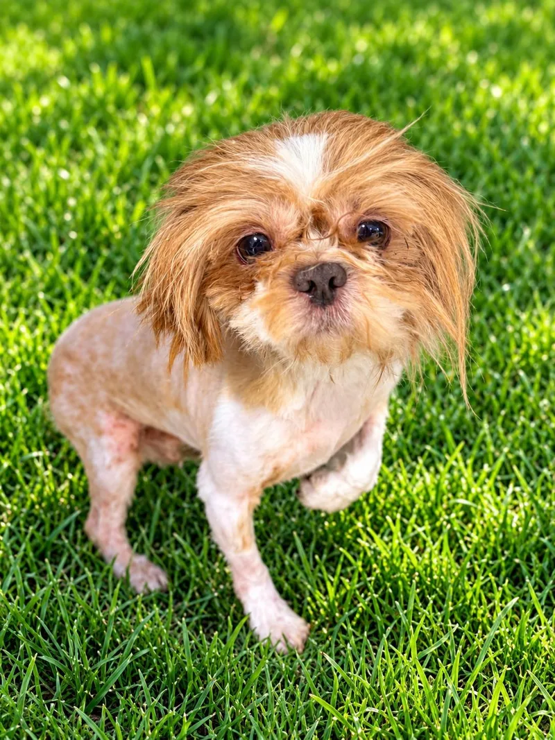 An adult small-sized male Shih Tzu dog named Theo for adoption in Georgetown , CA