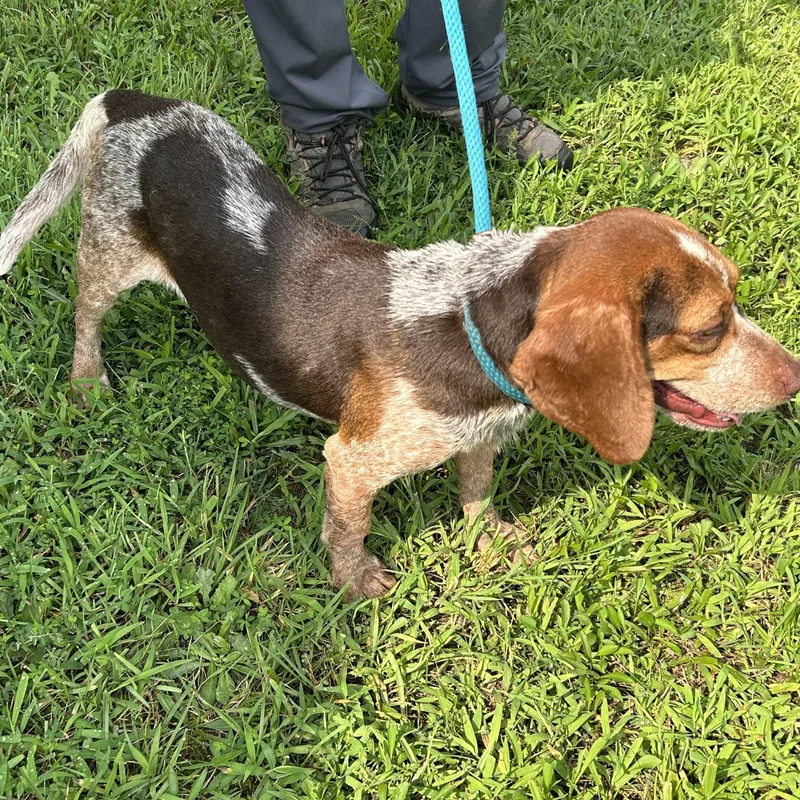 An adult medium-sized male Brindle Beagle dog named Stewart for adoption in Charles City, VA
