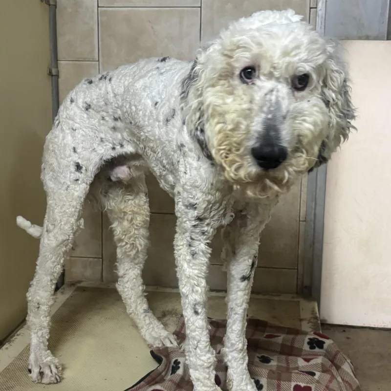 Clifford thumbnail 2