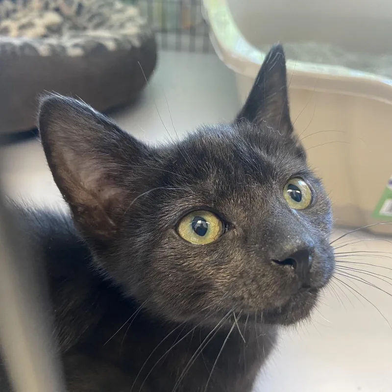 A baby small-sized male Black Domestic Short Hair cat named Kracken for adoption in Newark, DE