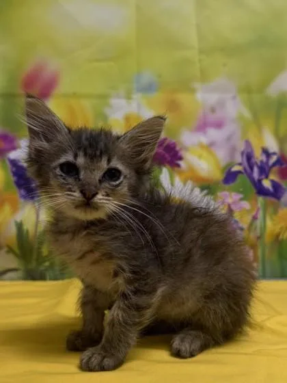 A baby small-sized male Domestic Short Hair cat named Doodle for adoption in San Antonio, TX