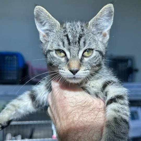 A baby small-sized female Brown / Chocolate Domestic Short Hair cat named Chocolate Cream for adoption in Matteson, IL