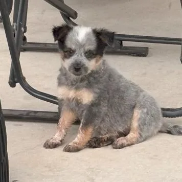 A baby medium-sized female Black Cattle Dog dog named Raccoon for adoption in San Antonio, TX