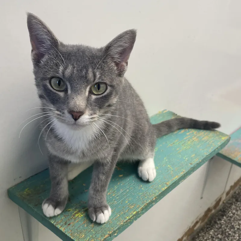 A young medium-sized female Gray & White Domestic Short Hair cat named Fleurdelis for adoption in McKenzie, TN