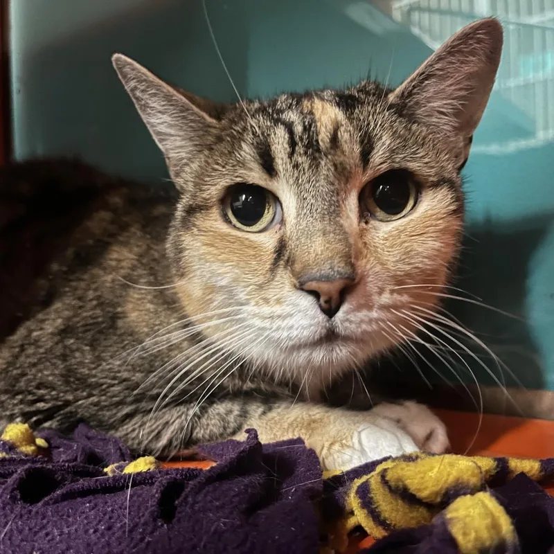 Magnolia thumbnail 2