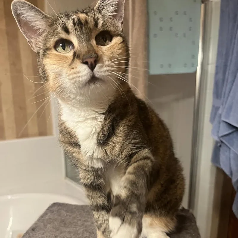 Magnolia thumbnail 3