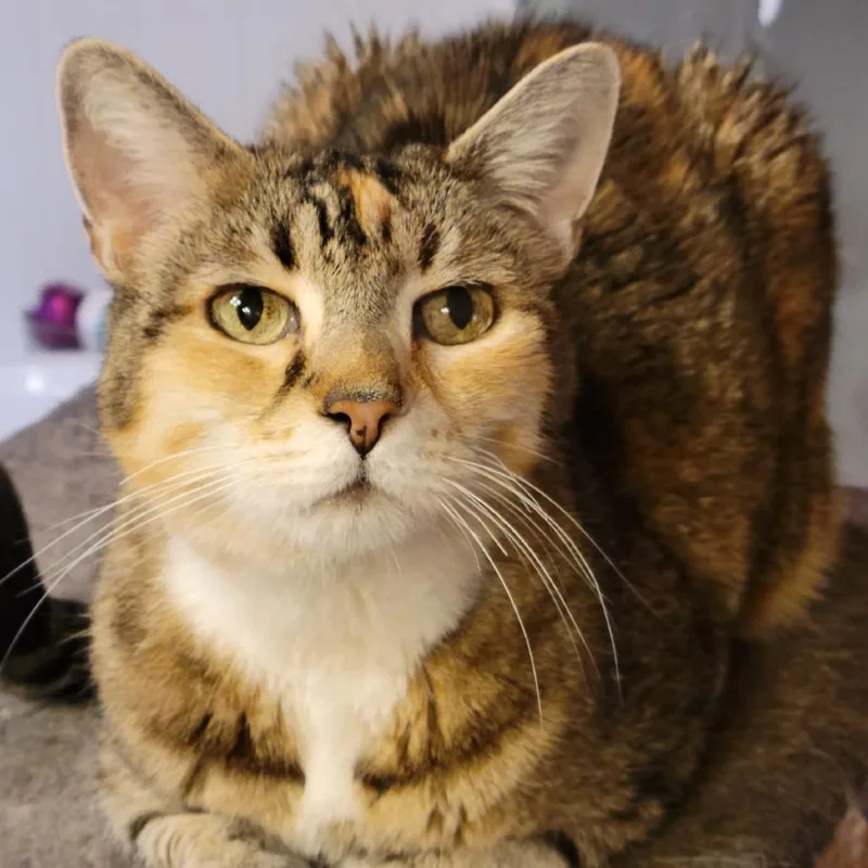 Magnolia thumbnail 5