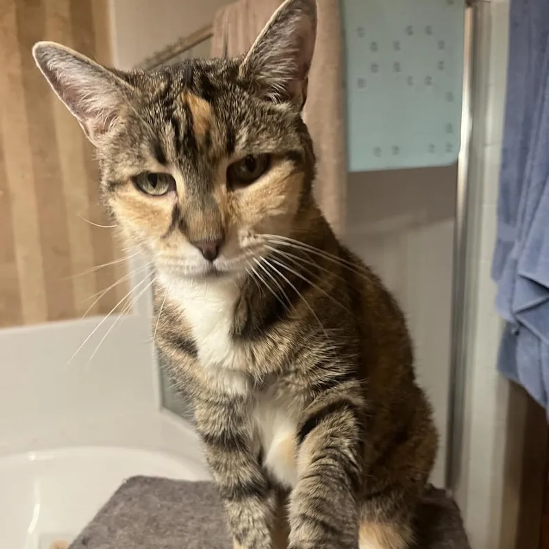 Magnolia thumbnail 6