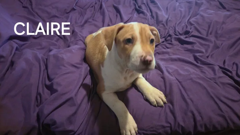 A baby medium-sized female American Bulldog dog named Claire for adoption in Winter haven, FL