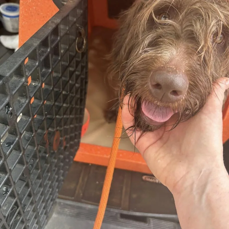 A young small-sized female Brown / Chocolate German Wirehaired Pointer dog named Willow for adoption in Santa Rosa, CA