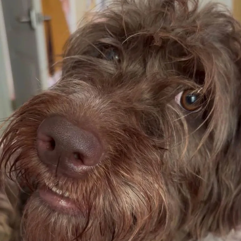 Willow thumbnail 5