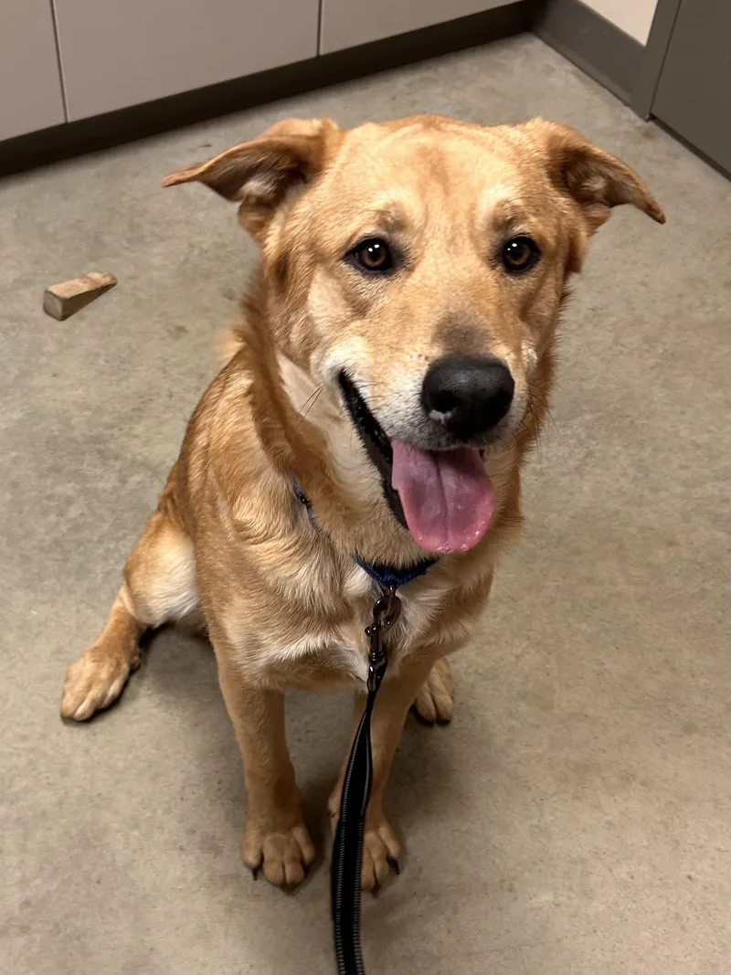 An adult large-sized male Shepherd dog named Matteo for adoption in Mason City, IA