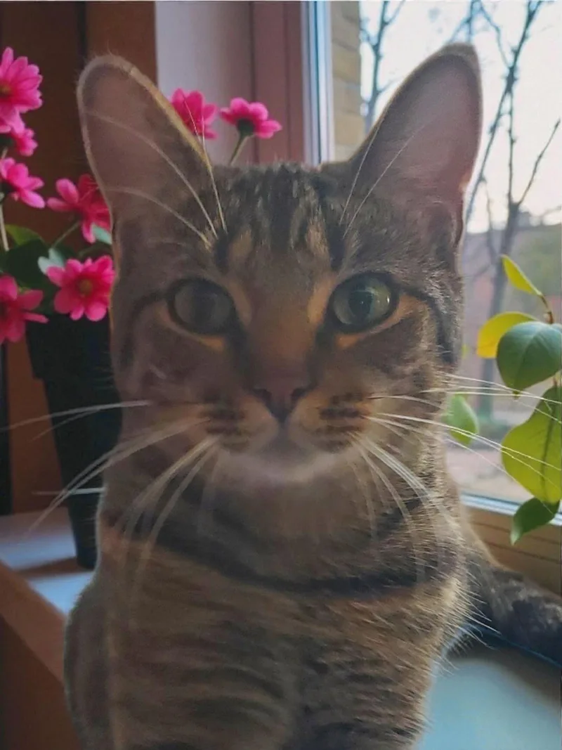 An adult medium-sized female Domestic Short Hair cat named Freya for adoption in Camden, TN