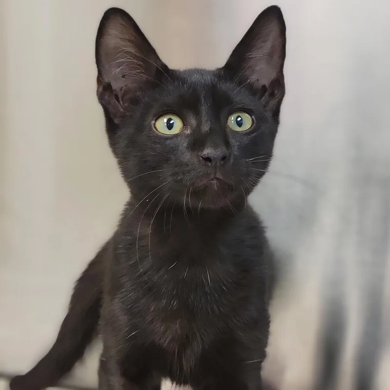 A baby small-sized male Black Domestic Short Hair cat named Klaus for adoption in Sarasota, FL
