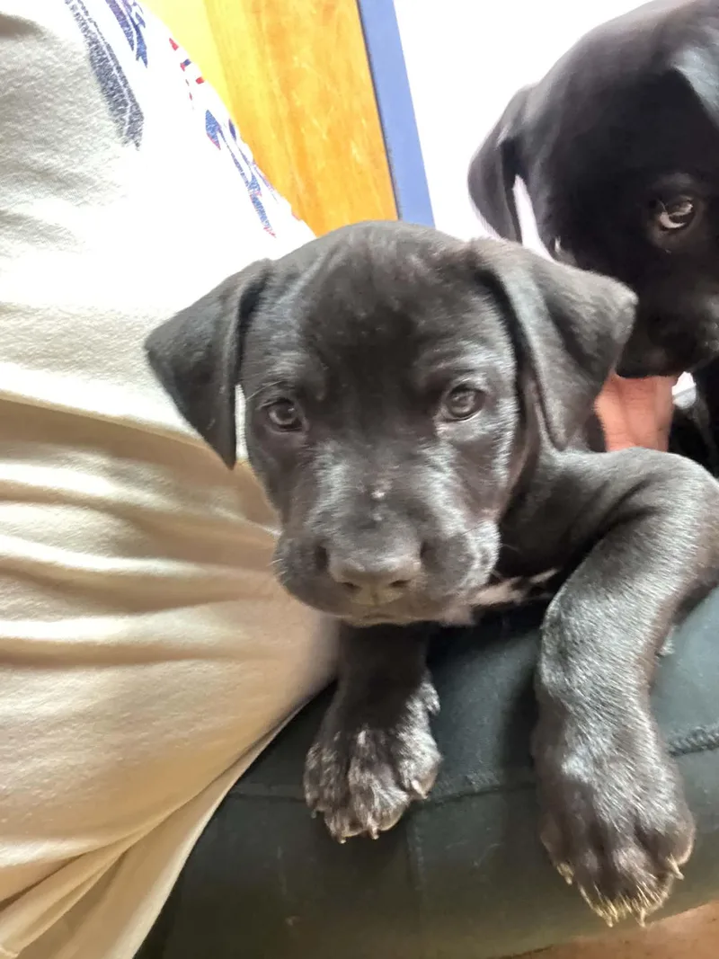 A young medium-sized male Pit Bull Terrier dog named Jethro for adoption in Shillington, PA