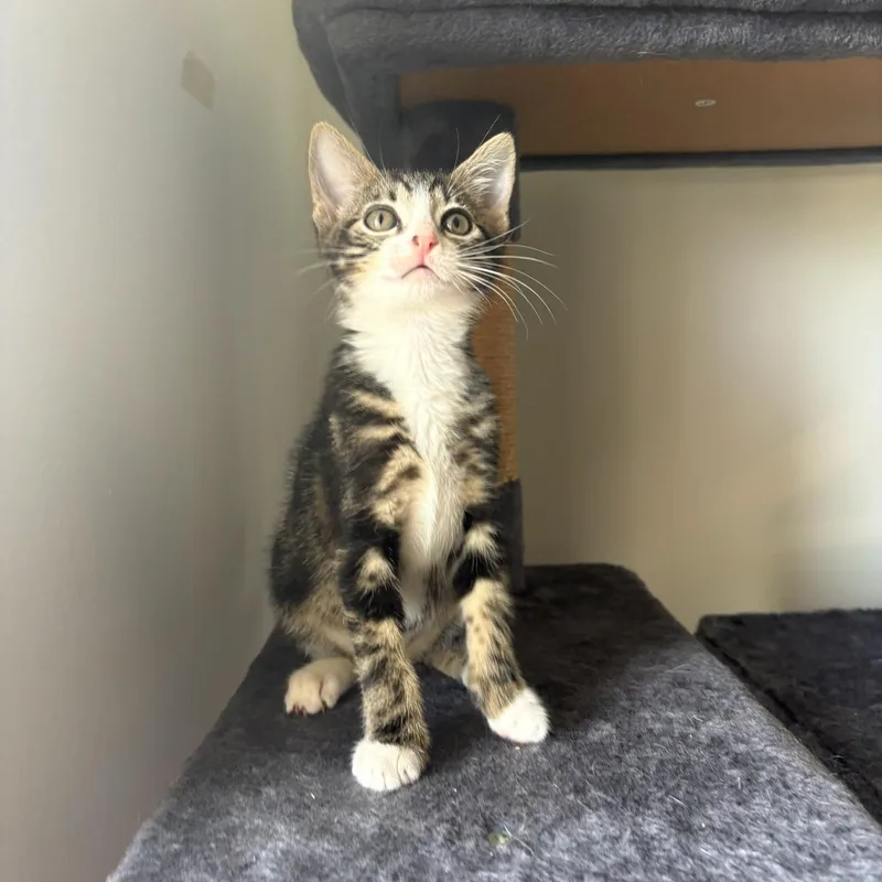A baby small-sized female Tabby (Brown / Chocolate) Domestic Short Hair cat named Tammi for adoption in Boca Raton, FL