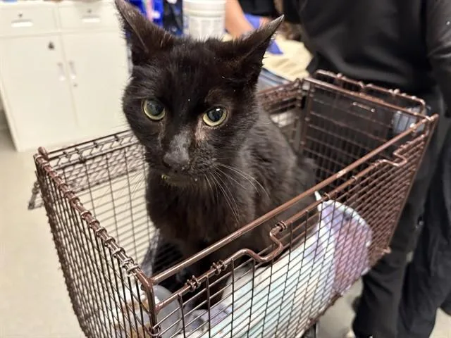 An adult small-sized male Domestic Short Hair cat named Juni for adoption in Ontario, CA