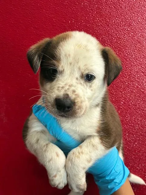 A baby small-sized male Australian Cattle Dog / Blue Heeler dog named Rabbit for adoption in Visalia, CA