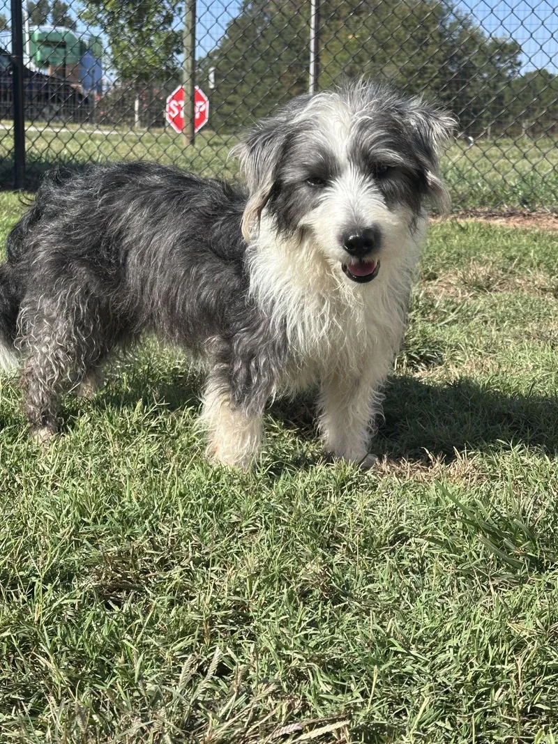 A young medium-sized male Terrier dog named Joe Jul for adoption in Pacolet, SC
