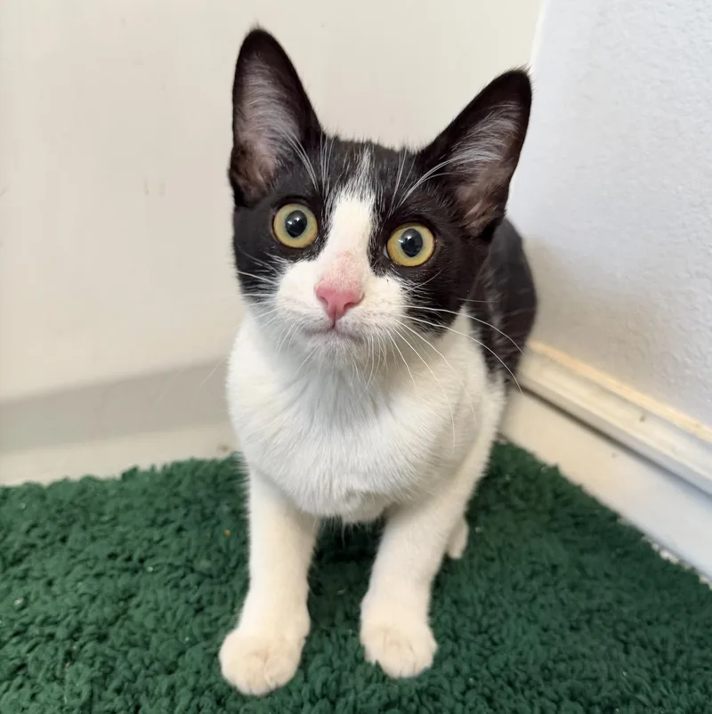 A baby medium-sized female Black & White / Tuxedo Domestic Short Hair cat named Kelpie for adoption in Sonora, CA