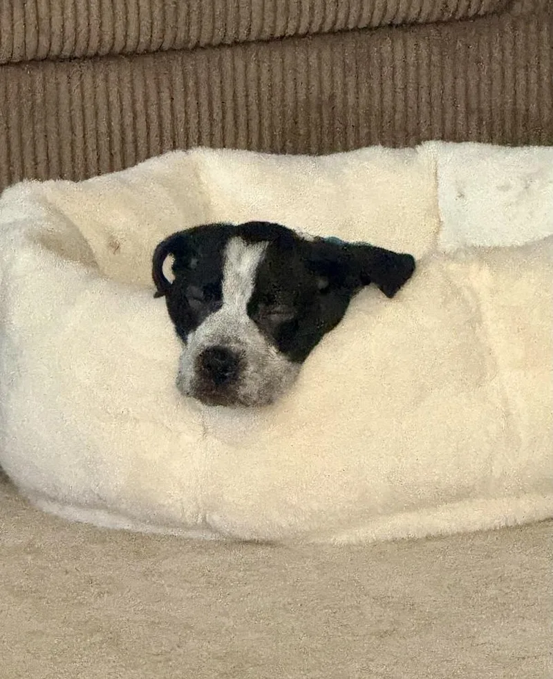 A baby large-sized male Tricolor (Brown, Black, & White) Labrador Retriever dog named Koby for adoption in Greenlawn, NY