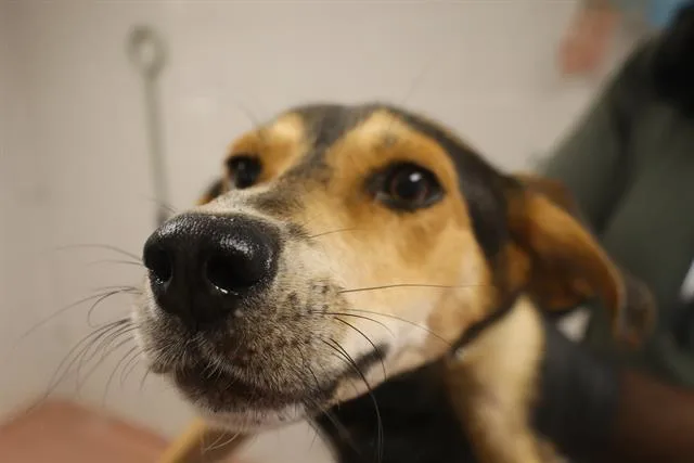 A young small-sized female Mixed Breed dog named Taylor for adoption in Columbia, SC