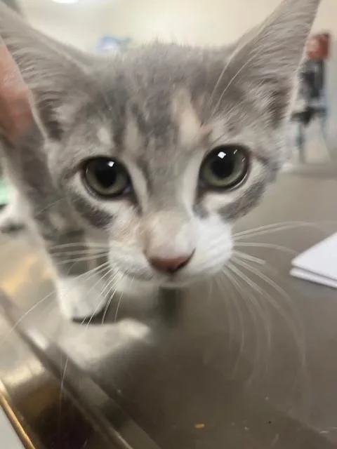 A baby small-sized female Gray / Blue / Silver Domestic Short Hair cat named Opal for adoption in Anoka, MN