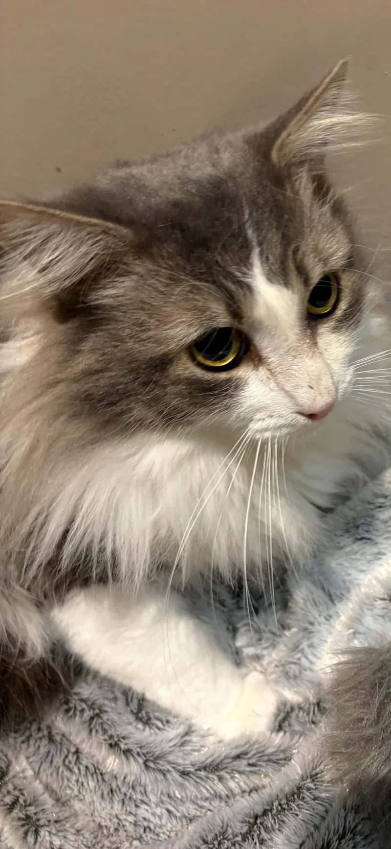 Baxter & Biscuit thumbnail 2