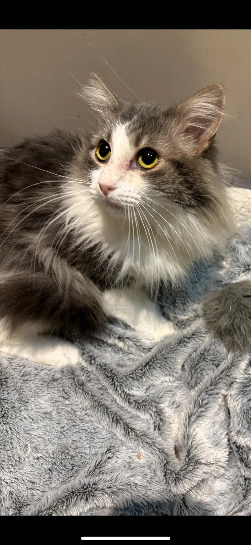 Baxter & Biscuit thumbnail 4