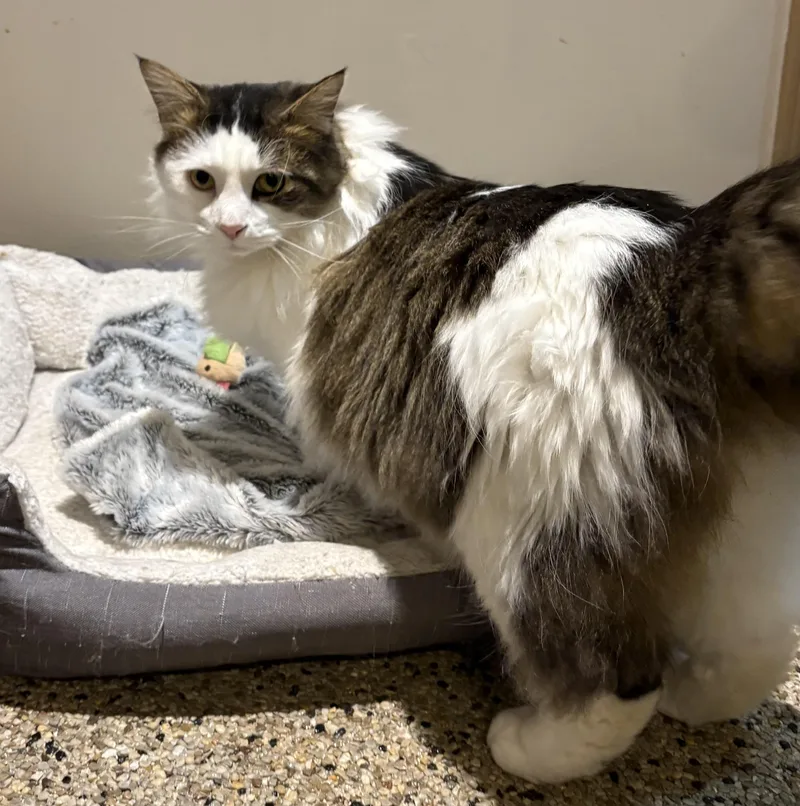 Baxter & Biscuit thumbnail 5