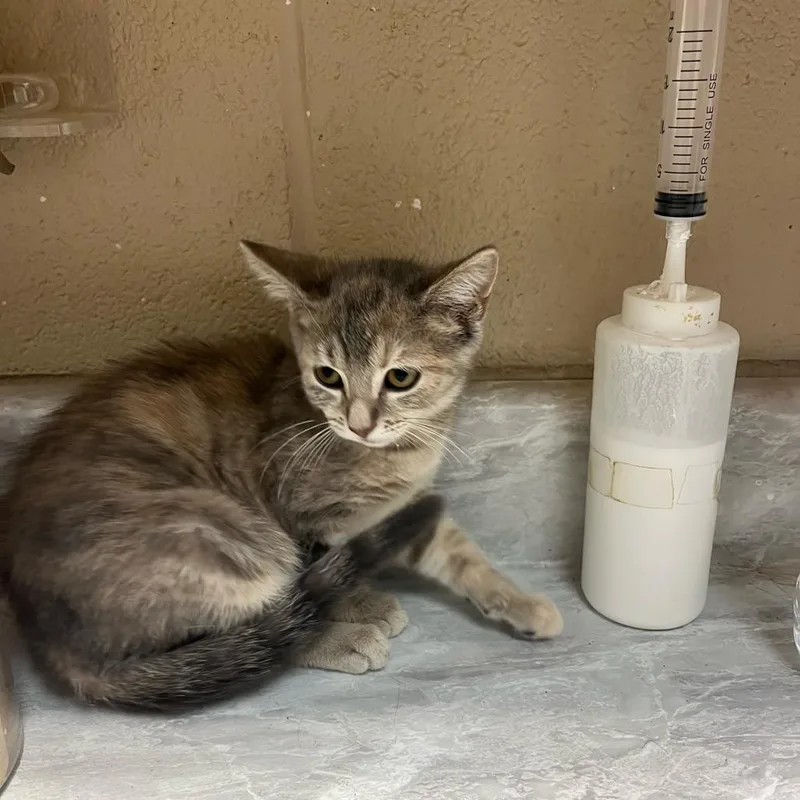 A baby small-sized female Torbie Domestic Short Hair cat named Baby for adoption in Lewisburg, WV