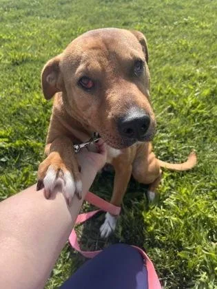 An adult large-sized female Brown / Chocolate Shar-Pei dog named Cindi for adoption in Kansas City, MO