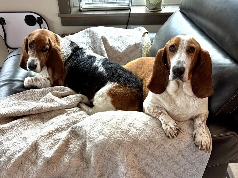 Winston & Roxy thumbnail 2