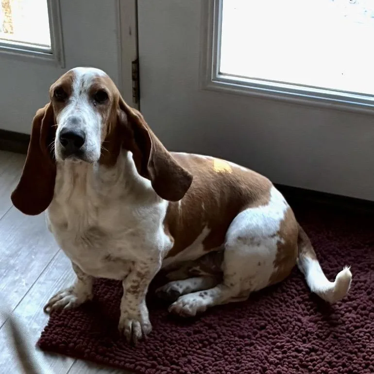 Winston & Roxy thumbnail 3